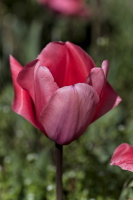 la tulipes 2026.062 dt