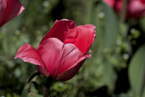 la tulipes 2026.064 dt