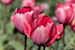 la tulipes 2026.065 dt