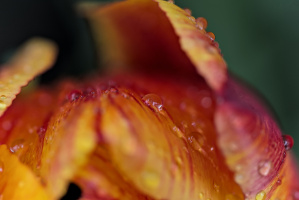 la tulipes 2026.068 dt