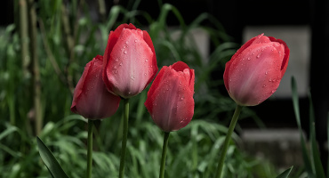 la tulipes 2026.069 dt