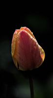 la tulipes 2026.070 dt