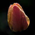 la tulipes 2026.070 dt