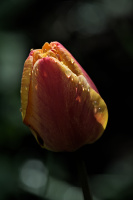 la tulipes 2026.071 dt