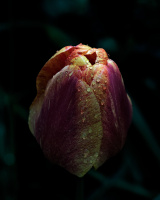 la tulipes 2026.072 dt