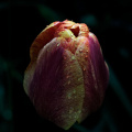 la tulipes 2026.072 dt