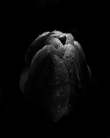 la tulipes 2026.072 dt bw
