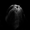 la tulipes 2026.072 dt bw