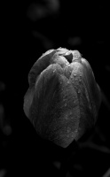 la tulipes 2026.073 dt bw