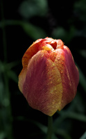 la tulipes 2026.073 dt