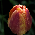 la tulipes 2026.073 dt