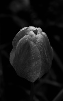 la tulipes 2026.074 dt bw