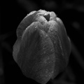 la tulipes 2026.074 dt bw