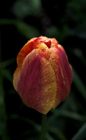 la tulipes 2026.074 dt