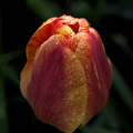 la tulipes 2026.074 dt