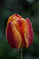 la tulipes 2026.075 dt