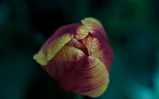 la tulipes 2026.076 dt
