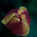 la tulipes 2026.076 dt