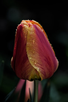 la tulipes 2026.077 dt
