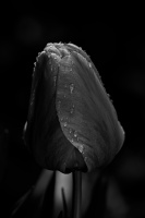 la tulipes 2026.077 dt bw