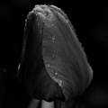 la tulipes 2026.077 dt bw