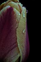 la tulipes 2026.078 dt
