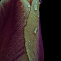 la tulipes 2026.078 dt