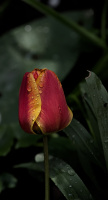 la tulipes 2026.079 dt