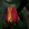 la tulipes 2026.079 dt