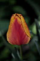 la tulipes 2026.080 dt