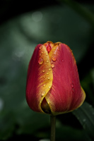la tulipes 2026.081 dt