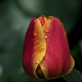 la tulipes 2026.081 dt