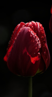 la tulipes 2026.082 dt