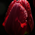 la tulipes 2026.082 dt