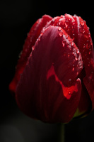 la tulipes 2026.083 dt