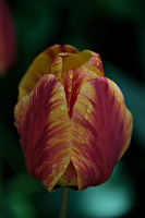 la tulipes 2026.084 dt