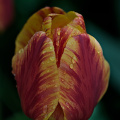 la tulipes 2026.084 dt