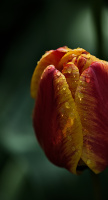 la tulipes 2026.085 dt