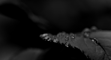 macro 2026.91 dt bw