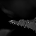 macro 2026.91 dt bw