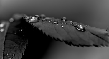 macro 2026.92 dt bw