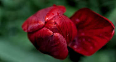 la tulipes 2026.089 dt