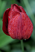 la tulipes 2026.091 dt