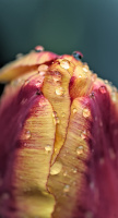 la tulipes 2026.092 dt