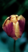 la tulipes 2026.093 dt