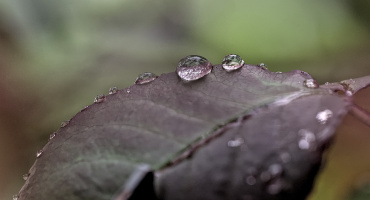 macro 2026.100 dt
