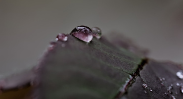 macro 2026.101 dt