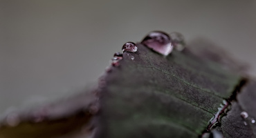 macro 2026.102 dt