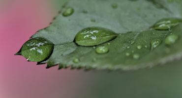 macro 2026.109 dt