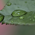 macro 2026.109 dt